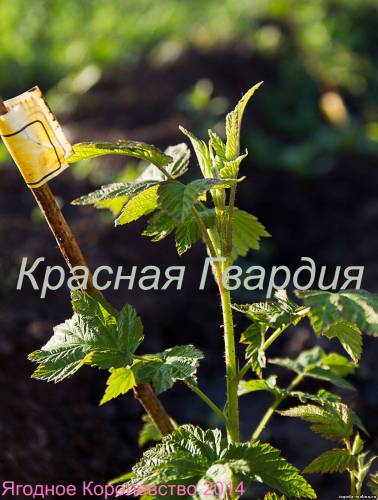 Ремонтантная малина сорт Красная Гвардия