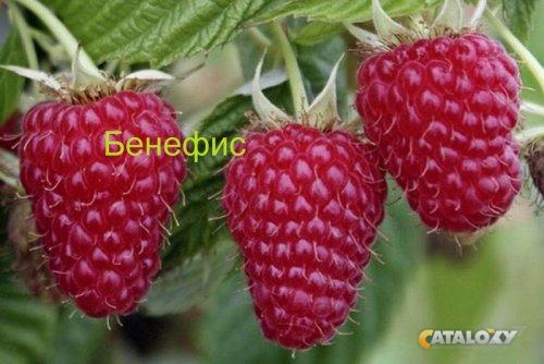 бенефис